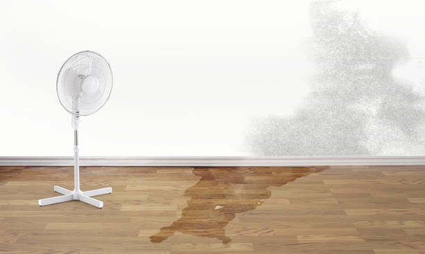 Best Water damage cleanup near me  in Olivet, TN